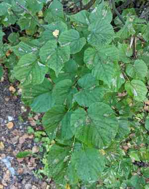 Small-leaved lime(Tilia cordata)