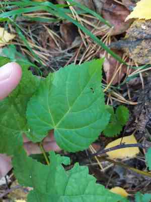 Small-leaved lime(Tilia cordata)