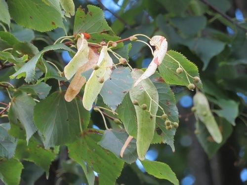 Small-leaved lime(Tilia cordata)