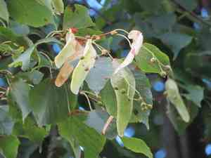 Small-leaved lime(Tilia cordata)