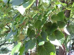 Japanese lime(Tilia japonica)