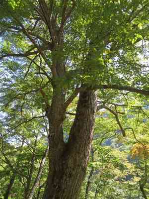 Japanese lime(Tilia japonica)