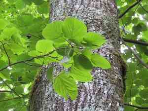 Japanese lime(Tilia japonica)