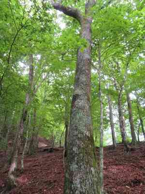 Japanese lime(Tilia japonica)