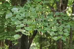 Manchurian linden(Tilia mandshurica)