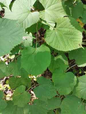 Manchurian linden(Tilia mandshurica)