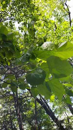 Manchurian linden(Tilia mandshurica)