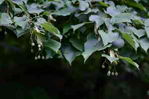 Manchurian linden(Tilia mandshurica)