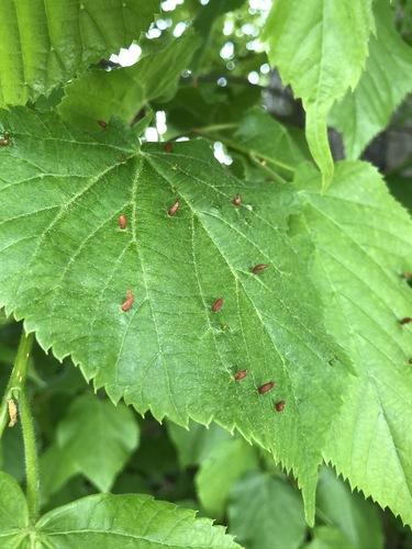 Large-leaved lime