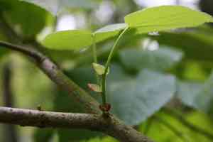 Large-leaved lime(Tilia platyphyllos)