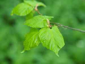Large-leaved lime(Tilia platyphyllos)