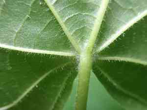 Large-leaved lime(Tilia platyphyllos)