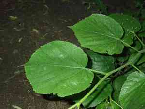 Large-leaved lime(Tilia platyphyllos)