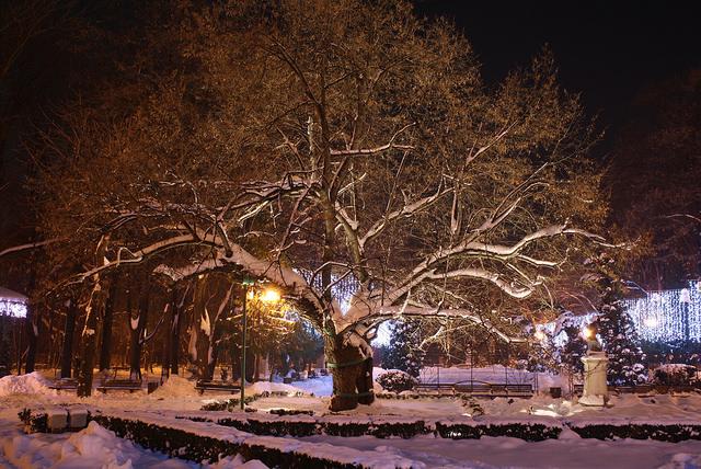 Silver linden