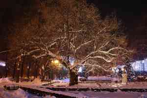 Silver linden(Tilia tomentosa)