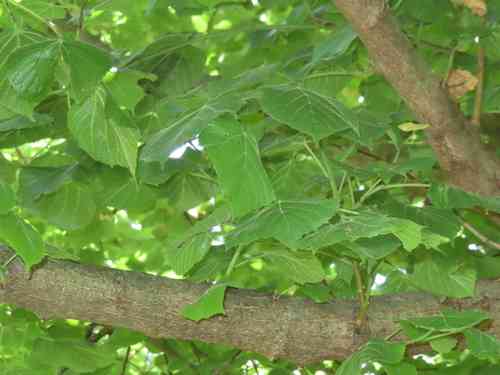 Silver linden(Tilia tomentosa)