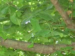 Silver linden(Tilia tomentosa)