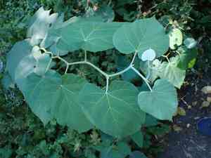 Silver linden(Tilia tomentosa)