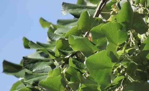Silver linden(Tilia tomentosa)