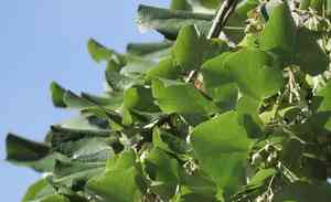 Silver linden(Tilia tomentosa)