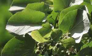 Silver linden(Tilia tomentosa)