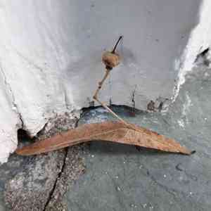 Lindens (Tilia)(Tilia)