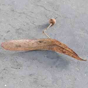 Lindens (Tilia)(Tilia)