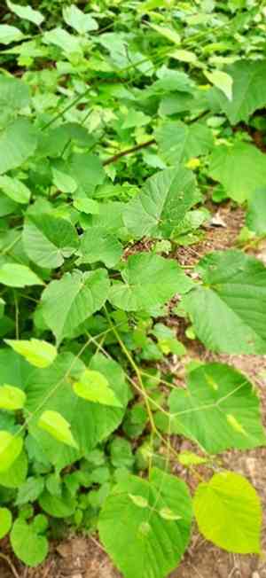 Lindens (Tilia)(Tilia)