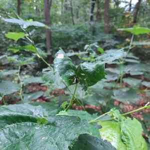 Lindens (Tilia)(Tilia)