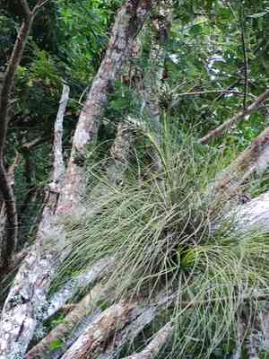 Rush-like air plant(Tillandsia juncea)