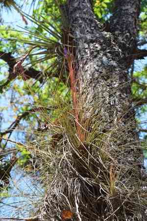 Rush-like air plant(Tillandsia juncea)