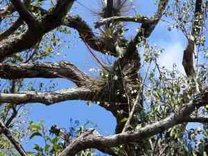 Rush-like air plant(Tillandsia juncea)