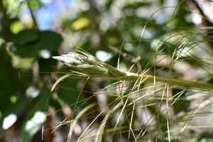 Rush-like air plant(Tillandsia juncea)