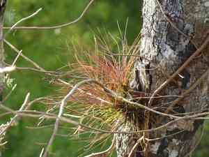 Southern needleleaf(Tillandsia setacea)
