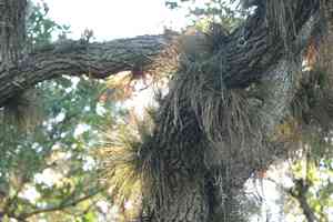 Southern needleleaf(Tillandsia setacea)