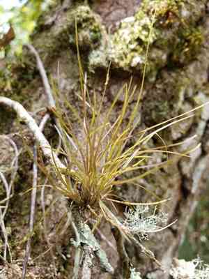 Southern needleleaf(Tillandsia setacea)