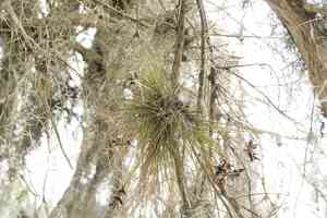 Southern needleleaf(Tillandsia setacea)