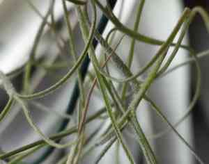 Spanish moss(Tillandsia usneoides)