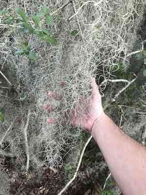 Spanish moss(Tillandsia usneoides)