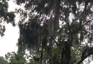 Spanish moss(Tillandsia usneoides)