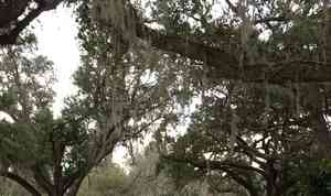 Spanish moss(Tillandsia usneoides)