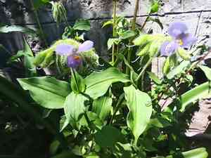 Upright spiderwort(Tinantia erecta)