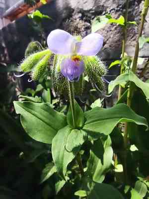 Upright spiderwort(Tinantia erecta)