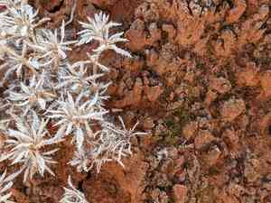 Matted crinklemat(Tiquilia latior)