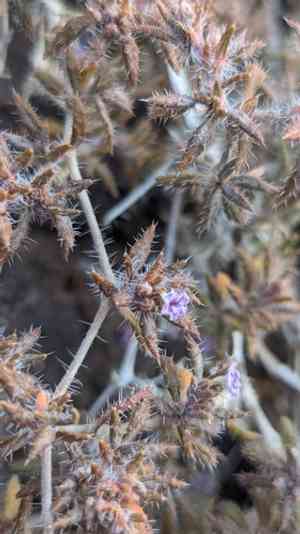 Matted crinklemat(Tiquilia latior)
