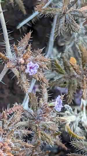 Matted crinklemat(Tiquilia latior)