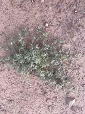 Matted crinklemat(Tiquilia latior)