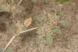 Nuttall's crinklemat(Tiquilia nuttallii)