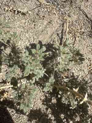 Nuttall's crinklemat(Tiquilia nuttallii)
