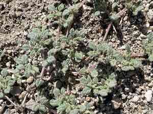 Nuttall's crinklemat(Tiquilia nuttallii)